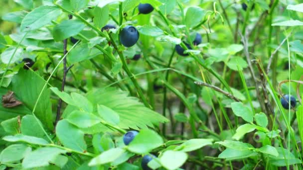 Блакитні ягоди ростуть у лісі. Сира свіжа чорниця крупним планом . — стокове відео