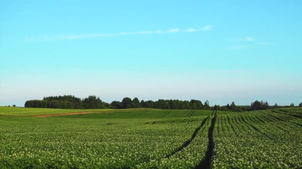 Poupée pousse d'un champ de pommes de terre en fleurs, scène rurale — Video