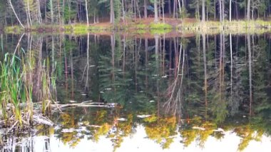 Vinç ateş güzel vahşi orman ve göl