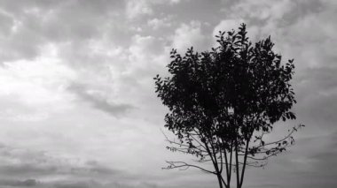Ağaç siluet geçen fırtınalı bulutlar