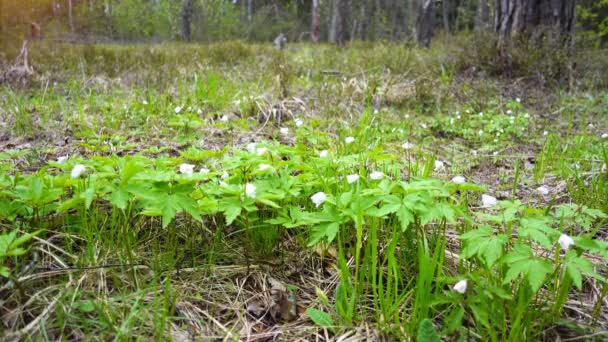 Forêt printanière et premières fleurs, chutes de neige — Video