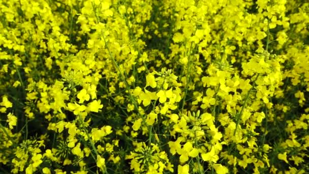 Yellow canola field at sunny day, Slow motion — Stock Video