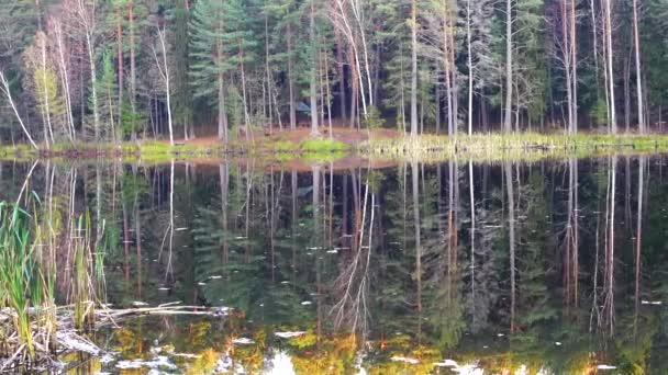 Poupée pousse de belle forêt sauvage et le lac — Video