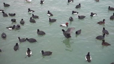 Ördekler bir gölde, ağır çekim swim