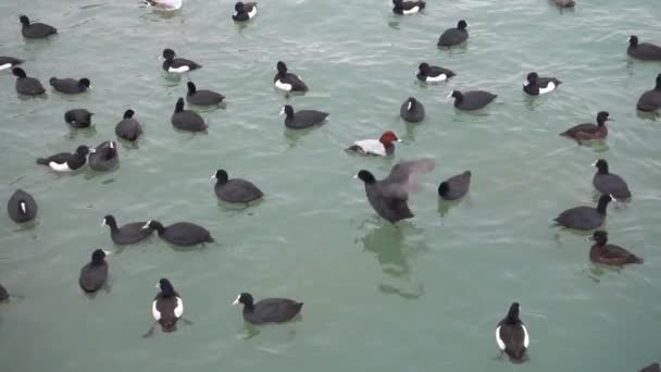 Утки плавают в озере, медленное движение — стоковое видео