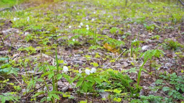 Hermosas primeras flores en el bosque de primavera, nevadas — Vídeo de stock