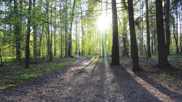 Hermoso bosque en un día soleado. Dos personas se alejan — Vídeo de stock