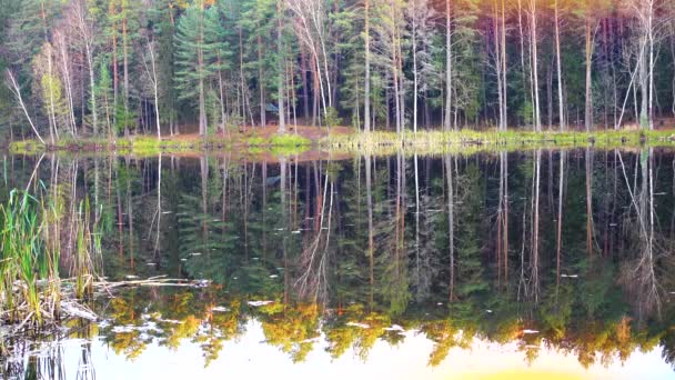 Hermoso bosque salvaje y lago al atardecer — Vídeo de stock