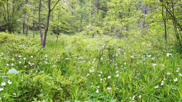 Mañana tranquila en el claro del bosque. Bosque salvaje en hermosa mañana — Vídeos de Stock