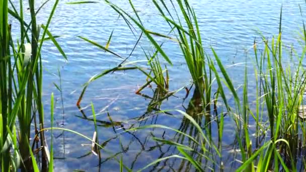 Lac forestier à belle journée — Video