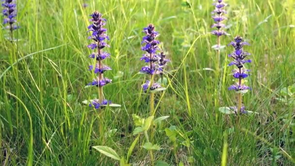 Poupée pousse de beau champ d'été avec des fleurs bleues .
