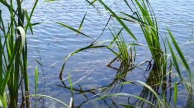 Güzel bir gün gölde orman Dolly ateş.