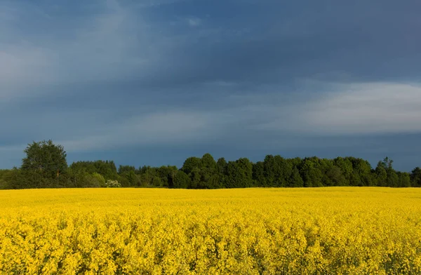 Schönes gelbes Rapsfeld bei bewölktem Tag. — Stockfoto