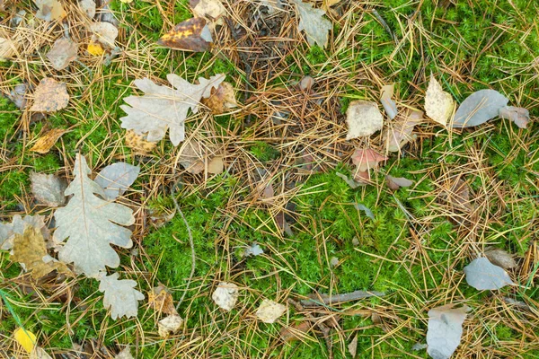 Herbstgelbe Blätter fallen auf den Boden. — Stockfoto