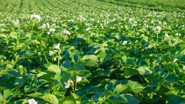 Blühendes Kartoffelfeld, Landwirtschaft. — Stockfoto