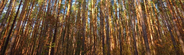 Високий сосновий ліс, стовбури дерев . — стокове фото