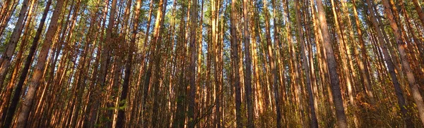 Hoher Kiefernwald, Baumstämme. — Stockfoto