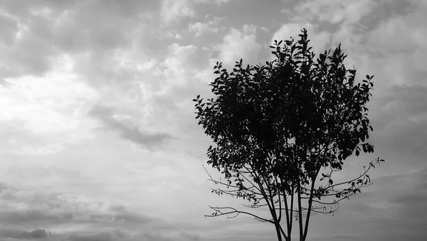 Nuages et silhouette des arbres . — Photo