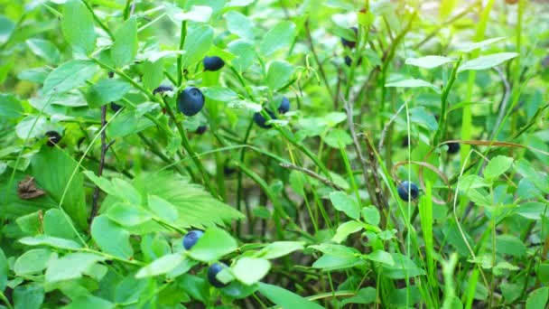 Свіжі блакитні ягоди в лісі. Сира свіжа чорниця крупним планом . — стокове відео