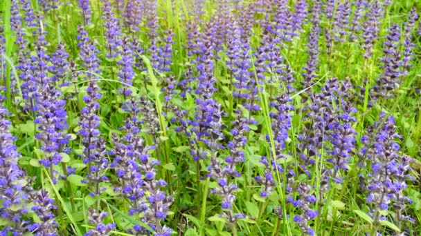 Beautiful summer field with blue and purple flowers and grass. — Stock Video