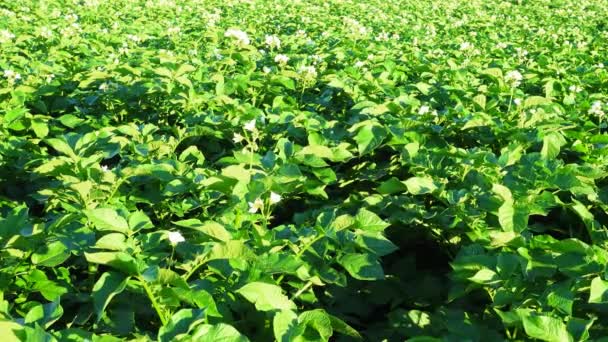 Bella fioritura campo di patate, scena rurale . — Video Stock