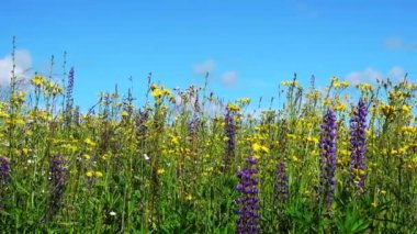 Dolly ateş çiçek ve mavi gökyüzü ile peyzaj.