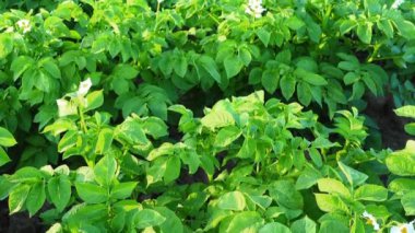 Çiçek açan patates alan. Vinç ateş.