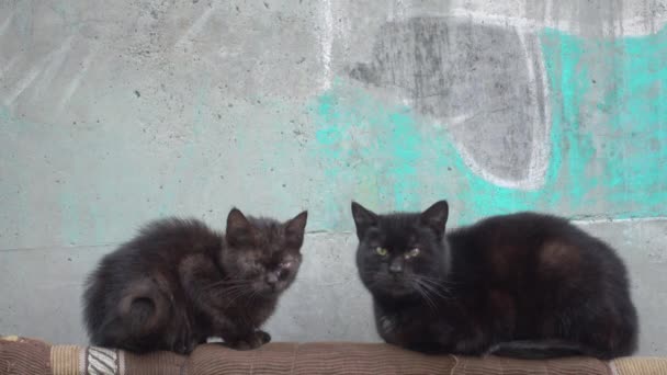 Via gatti senzatetto siting . — Video Stock