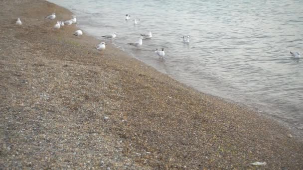 Au ralenti, l'oiseau décolle au-dessus de la mer . — Video