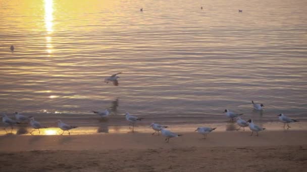 Slowmotion, vogel landt op het water. — Stockvideo