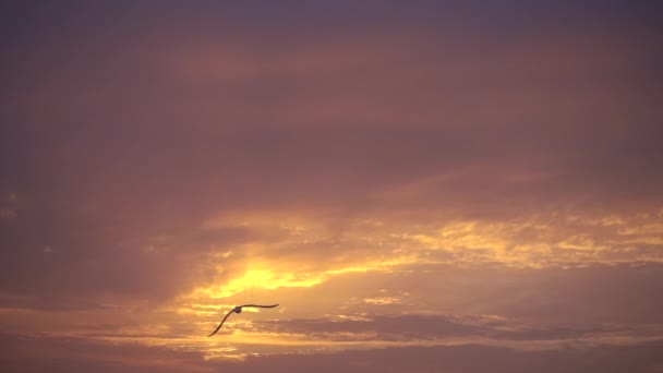 Cámara lenta, majestuoso atardecer y un pájaro vuela al sol . — Vídeo de stock