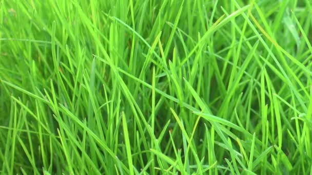 Helles grünes Gras Rasen auf einem Wind, Garten. — Stockvideo