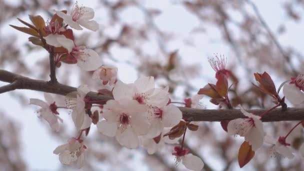 Beautiful blooming apricot, flowers on a branch. — Stock Video