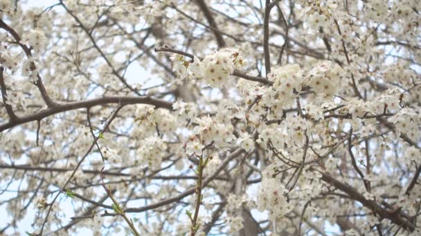 Bela árvore de cereja florescente, abelha coleta néctar . — Vídeo de Stock