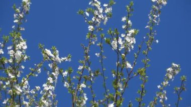 Kayısı çiçek ve mavi gökyüzü çiçek açan güzel.