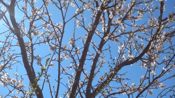 Schön blühender Kirschbaum an sonnigem Tag. — Stockvideo