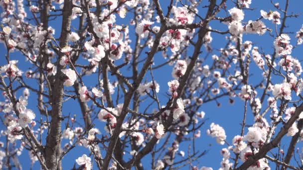 Frühlingsgarten, blühender Marillenbaum und Bienen. — Stockvideo