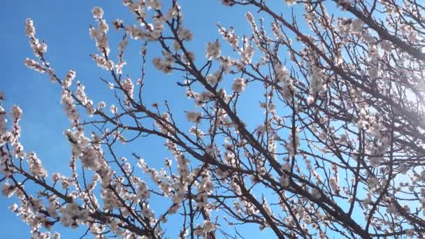 Panorama. Bel arbre à fleurs au soleil . — Video