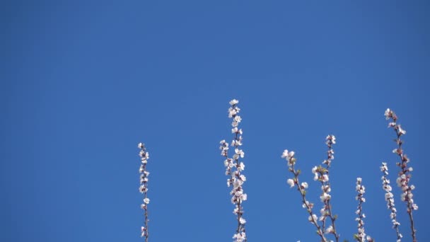 Hermoso albaricoque floreciente y cielo azul claro . — Vídeos de Stock
