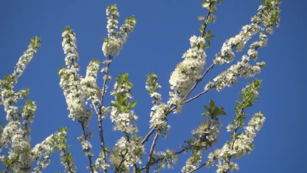 Hermoso manzano en flor y cielo azul claro . — Vídeo de stock