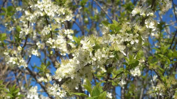 Весняний сад, квітуче сливове дерево крупним планом . — стокове відео