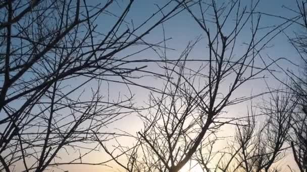 El atardecer invernal y el árbol sin hojas al viento . — Vídeo de stock