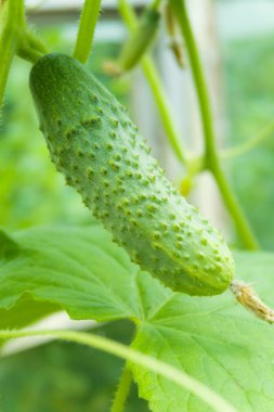Bitki üzerinde taze yeşil salatalık.