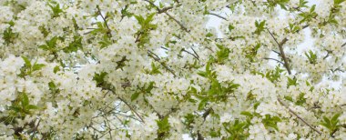 Çiçek arka plan, güzel çiçek kiraz ağacı.