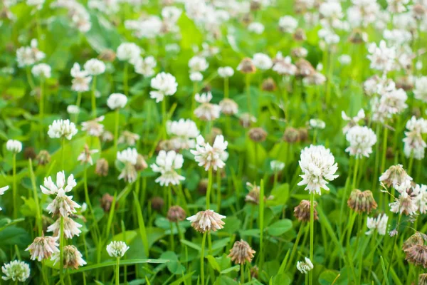 White clover flowers field. — Stock Photo, Image