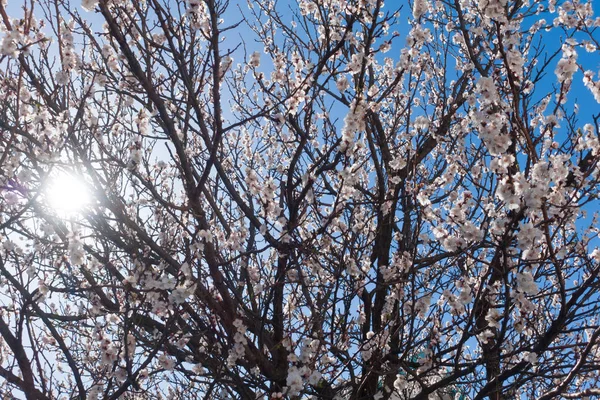 Blooming apricot tree at beautiful day. — Stock Photo, Image