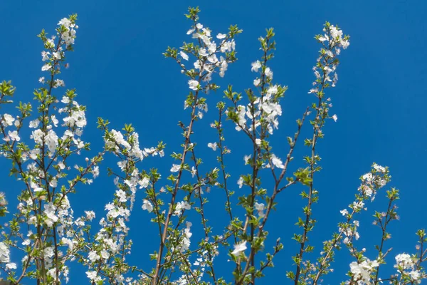 Beautiful blooming plum tree and blue sky. — Stock Photo, Image