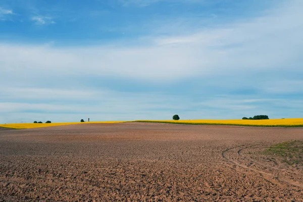 Landwirtschaft, Erdreihen fertige Aussaat und gelbes Rapsfeld in — Stockfoto
