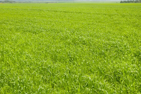 Gyönyörű táj, friss zöld fű mező. Zöld füves rét. — Stock Fotó
