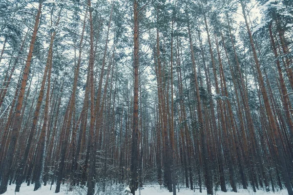 Belle forêt enneigée de pins en hiver. Forêt en hiver avec de hauts arbres . — Photo